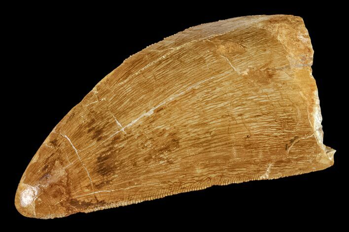 Serrated, Carcharodontosaurus Tooth - Real Dinosaur Tooth #159489
